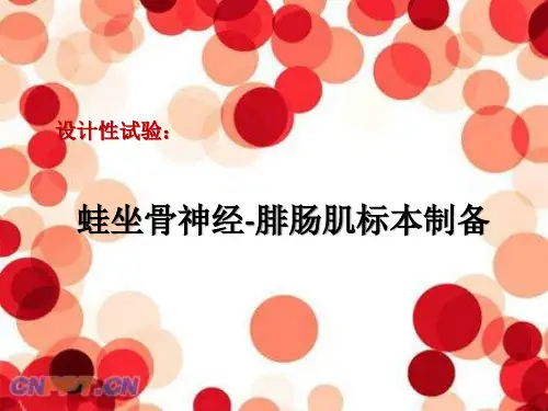 蛙坐骨神经-腓肠肌标本制备实验