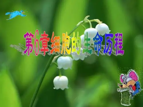有丝分裂课件