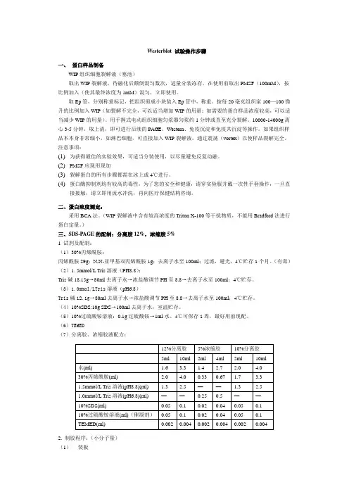 Westerblot 试验操作步骤
