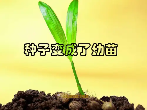 教科版三年级下册科学4《种子变成了幼苗》