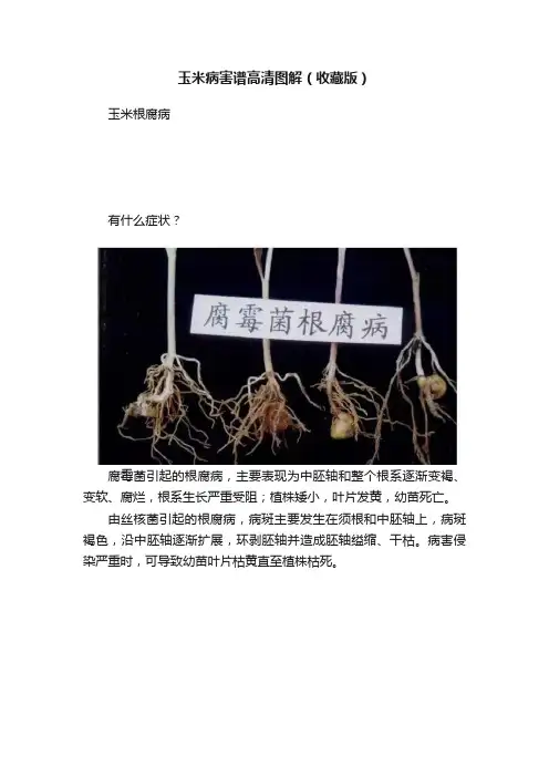 玉米病害谱高清图解（收藏版）