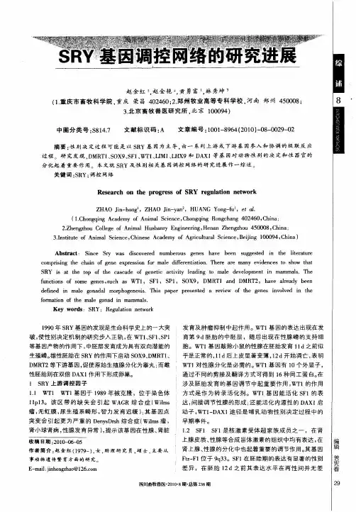 SRY基因调控网络的研究进展