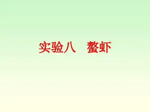 实验8螯虾