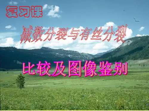有丝分裂减数分裂图解。最好的