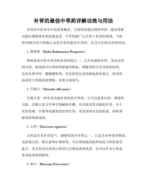 补肾的最佳中草药详解功效与用法