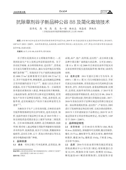 抗除草剂谷子新品种公谷88及简化栽培技术