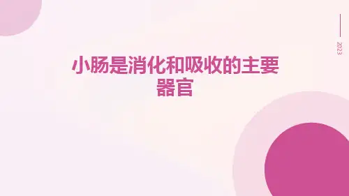 小肠是消化和吸收的主要器官