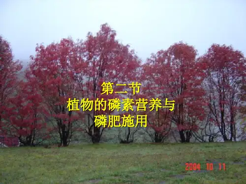 第六章化学肥料磷肥