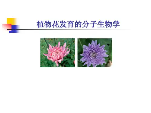 花发育分子生物学