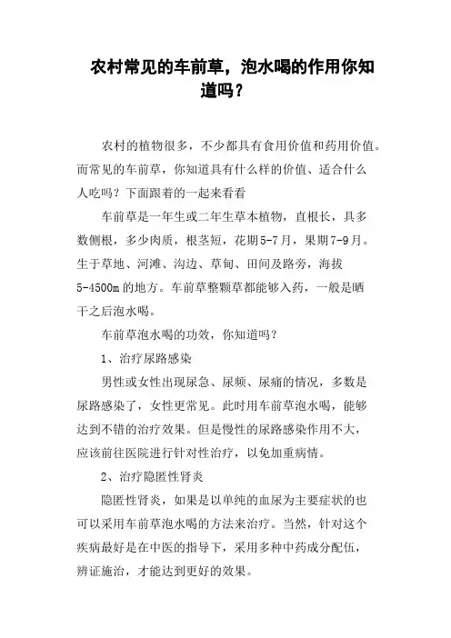 农村常见的车前草,泡水喝的作用你知道吗？