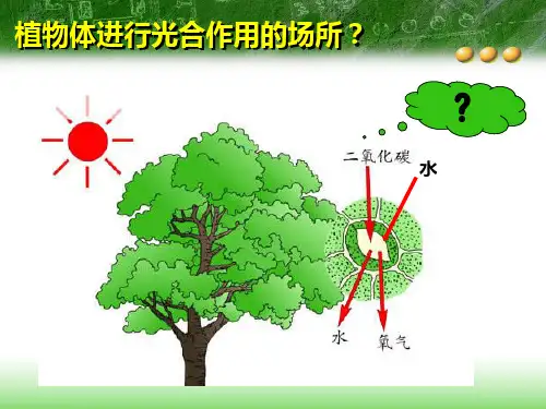 实验-叶绿素的提取和分离