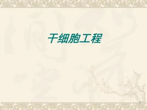 干细胞