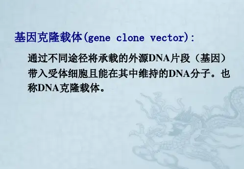 第三章  基因克隆载体