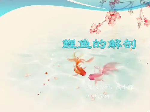 鲤鱼的解剖PPT课件