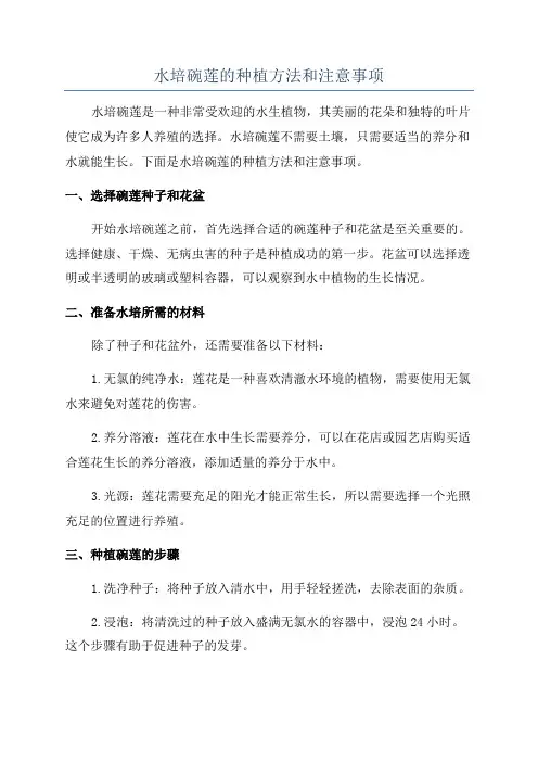 水培碗莲的种植方法和注意事项