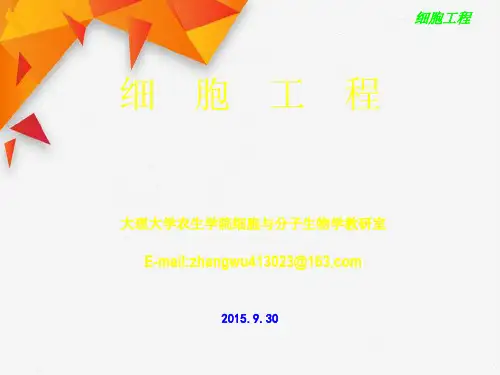 第五章植物细胞培养及次级代谢产物制备