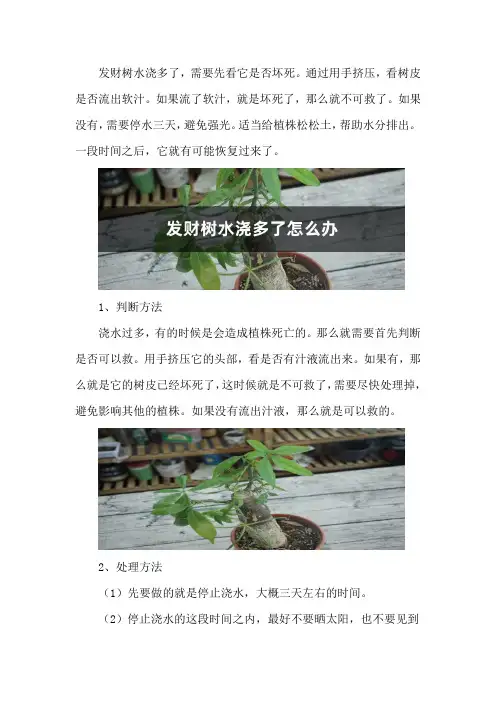 发财树水浇多了怎么办_1