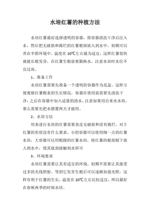 水培红薯的种植方法