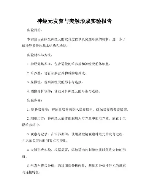 神经元发育与突触形成实验报告