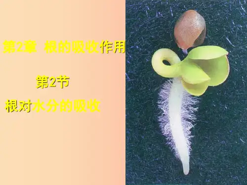 八年级生物上册 第三单元 第二章 第二节根对水分的吸收课件 (新版)冀教版PPT