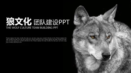 狼群文化 狼道团队精神 企业文化PPT
