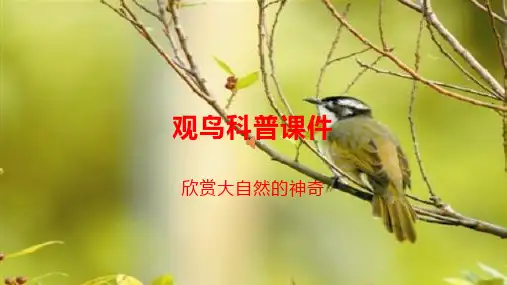 观鸟科普课件