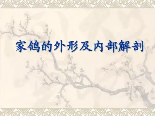 实验23 家鸽(或家鸡)