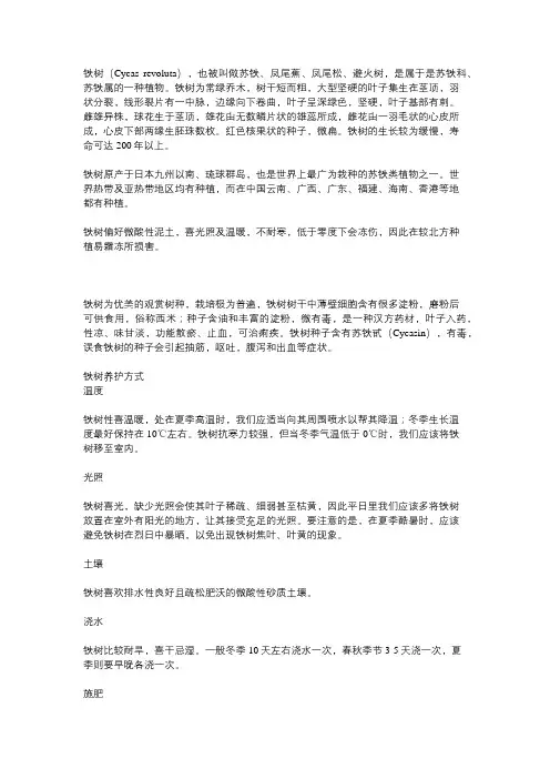 铁树叶的养护措施和养护计划