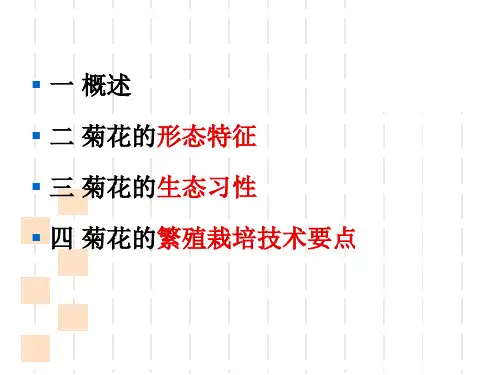 课件菊花ppt