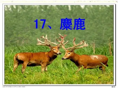 苏教版小学六上《麋鹿》第一课时ppt课件