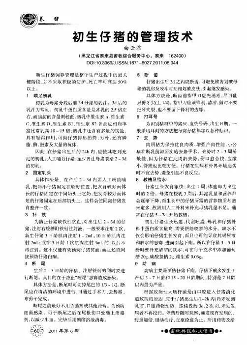 初生仔猪的管理技术