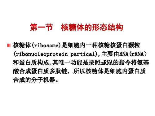 核糖体认识