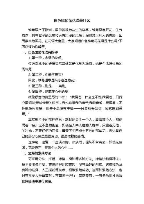 白色雏菊花花语是什么
