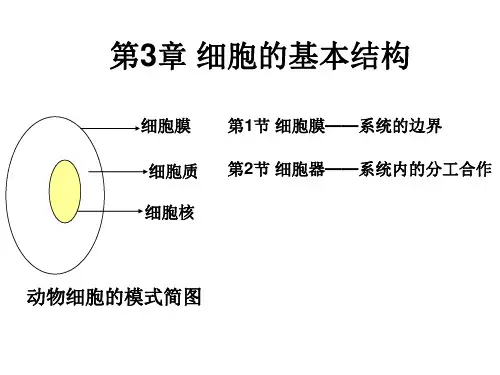 细胞核—系统控制中心