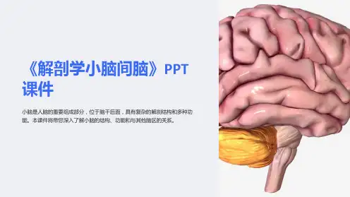 《解剖学小脑间脑》课件