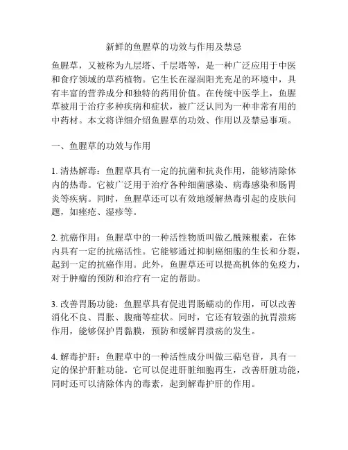 新鲜的鱼腥草的功效与作用及禁忌