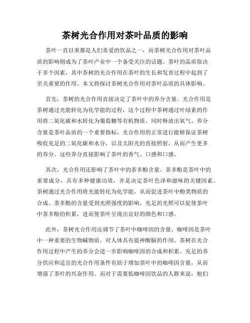 茶树光合作用对茶叶品质的影响