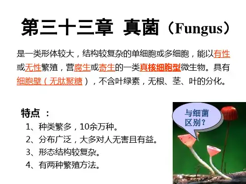 条件致病性真菌感染