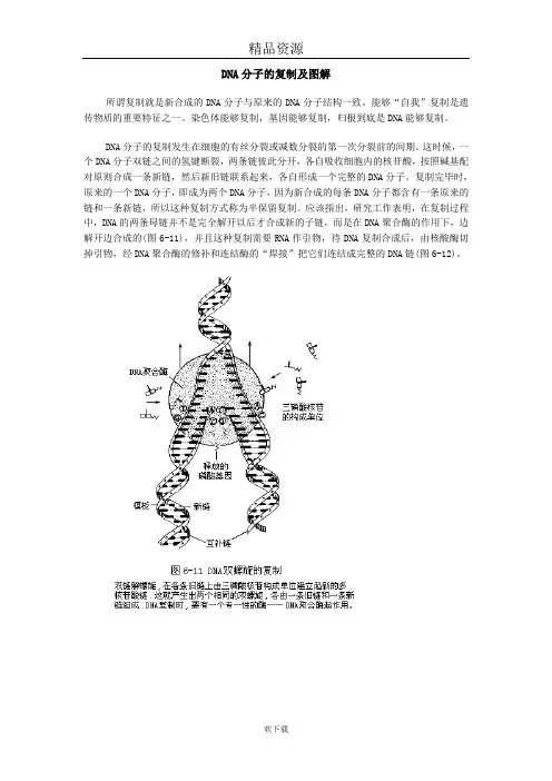DNA分子的复制及图解