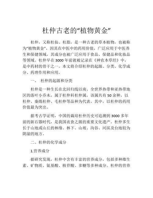 杜仲古老的“植物黄金”