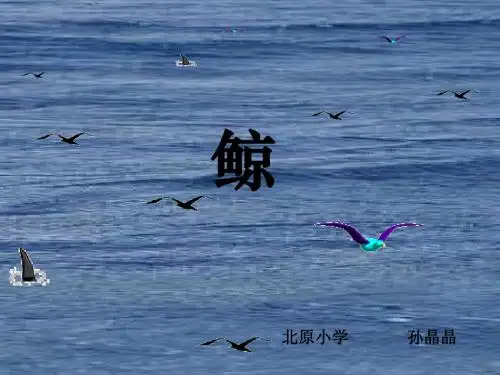 《鲸》PPT课件