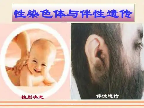 伴性遗传2