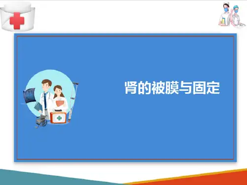 泌尿系统—肾(人体结构与功能课件)
