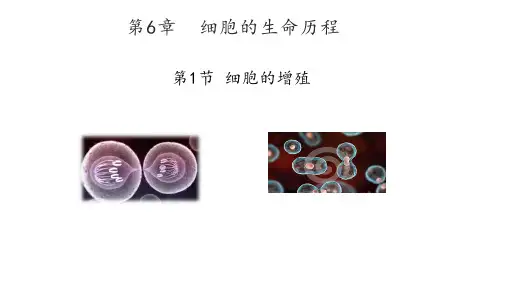 细胞增殖教学ppt课件