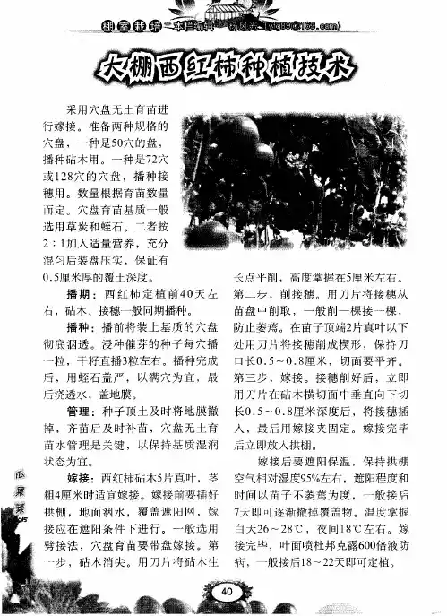 大棚西红柿种植技术