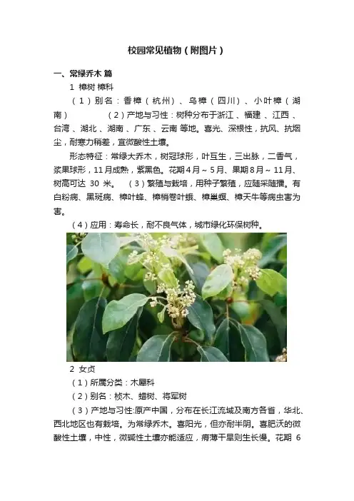校园常见植物（附图片）