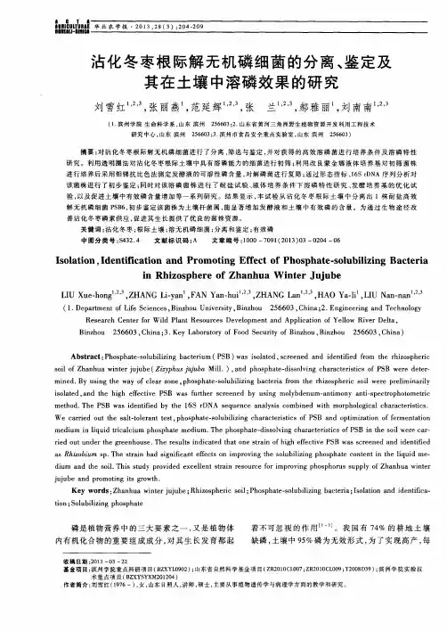 沾化冬枣根际解无机磷细菌的分离、鉴定及其在土壤中溶磷效果的研究
