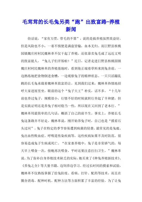 毛茸茸的长毛兔 另类“跑”出致富路 - 养殖新闻