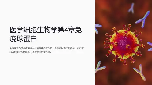 医学细胞生物学第4章免疫球蛋白