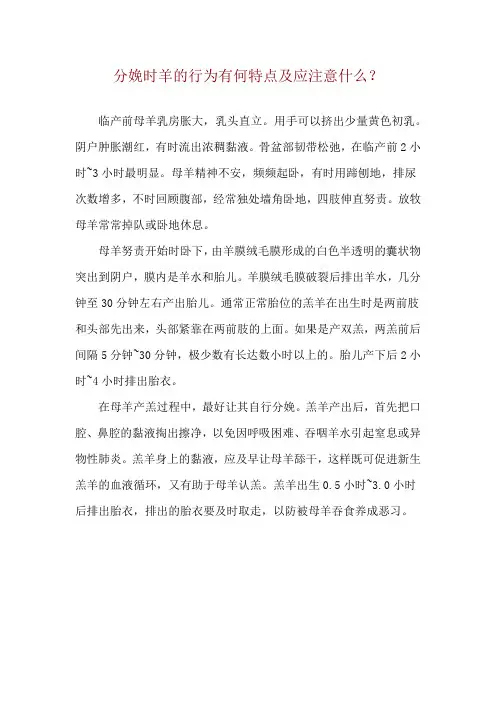 分娩时羊的行为有何特点及应注意什么？